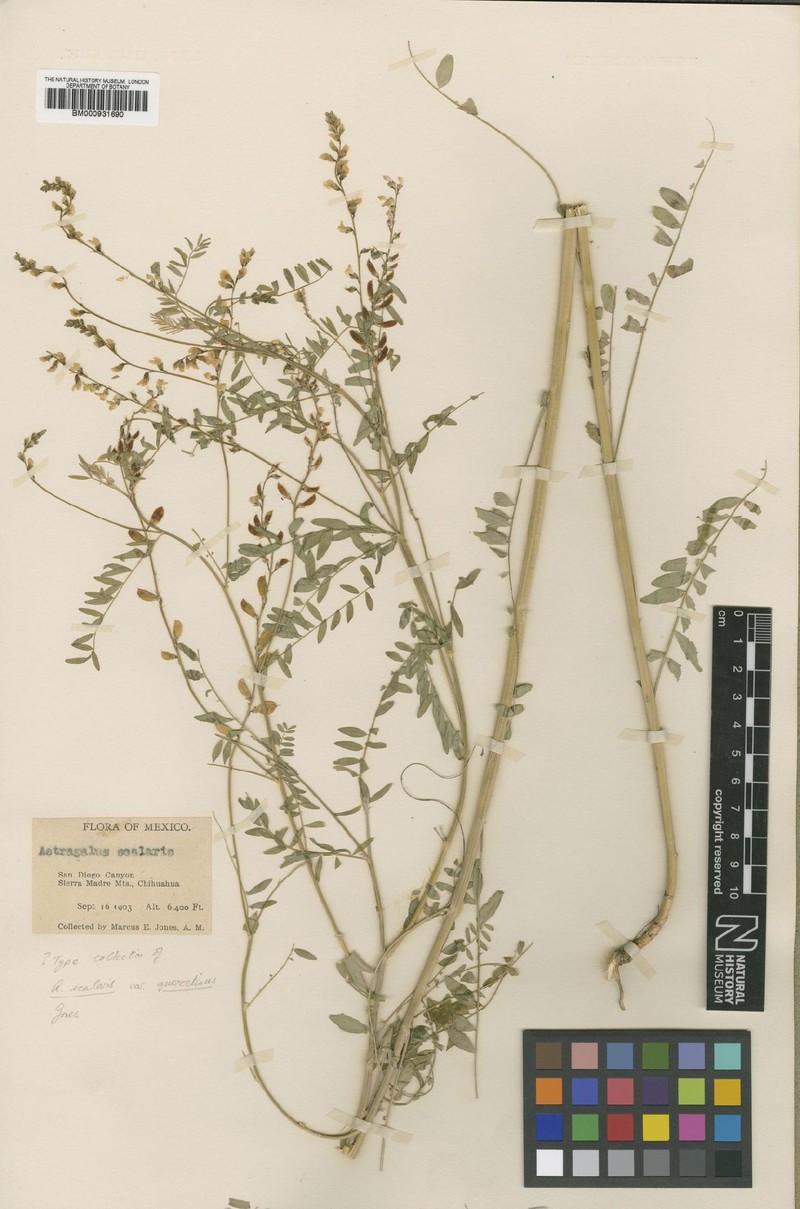 Astragalus scalaris