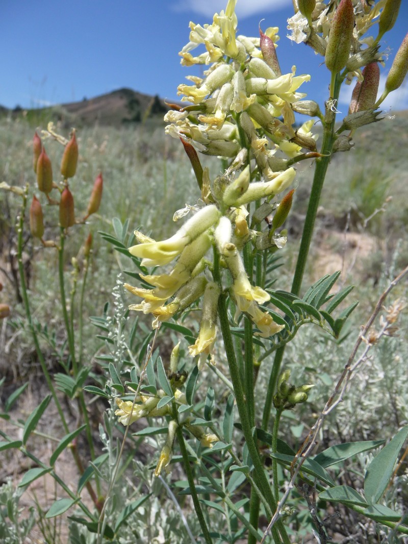Bitterroot Milkvetch