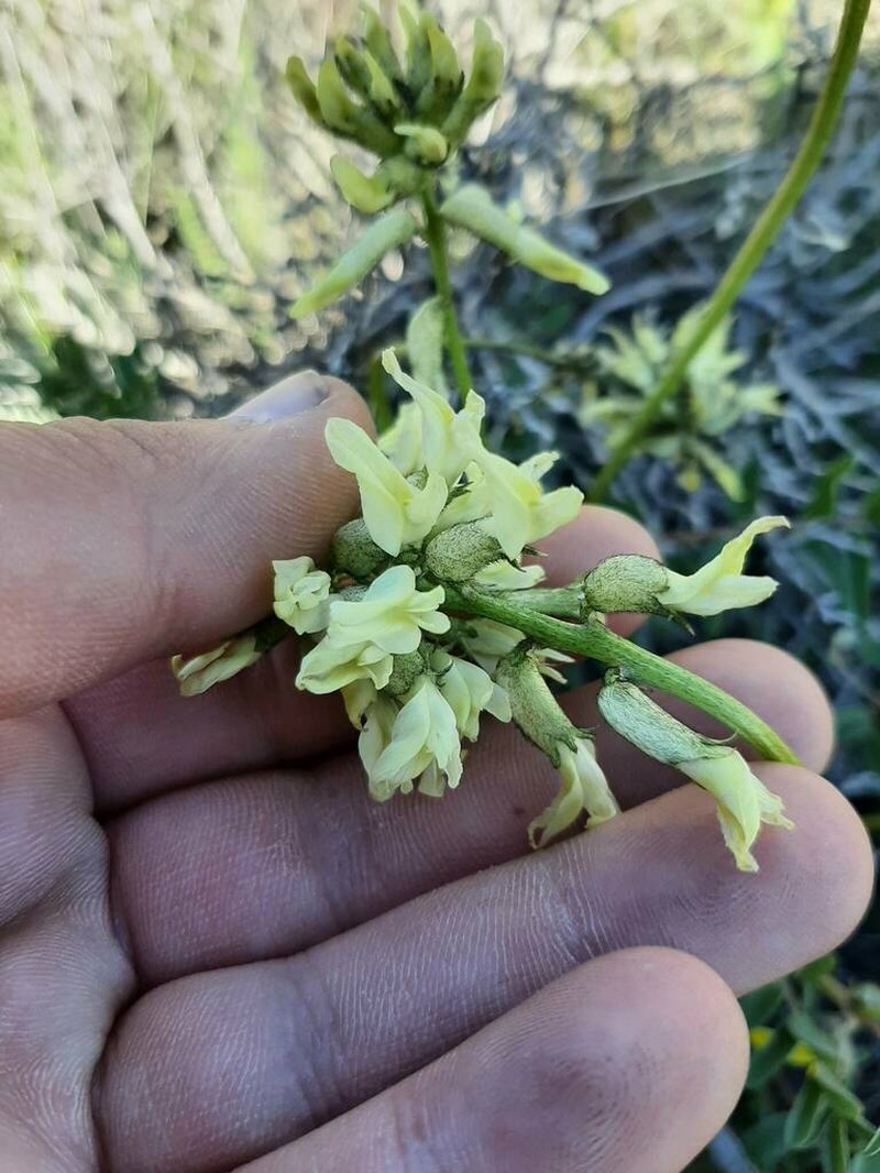 Bitterroot Milkvetch photo 3