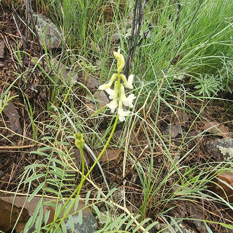 Bitterroot Milkvetch photo 4