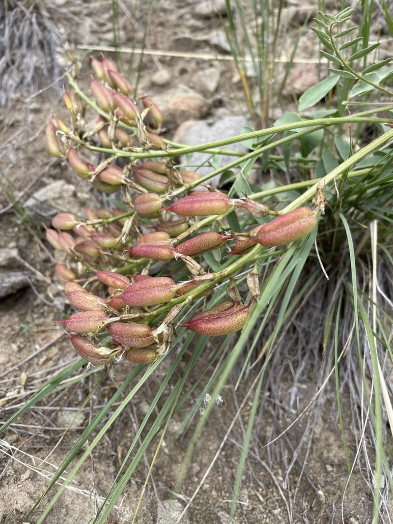 Bitterroot Milkvetch photo 5