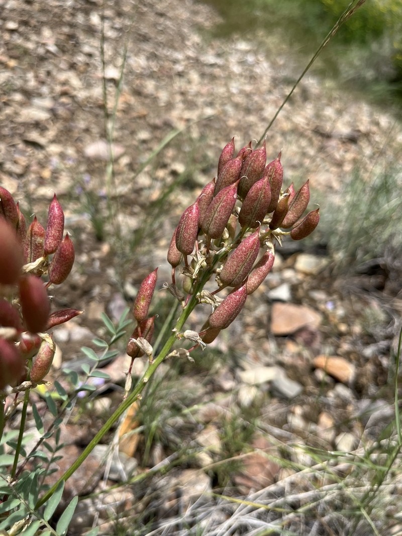 Bitterroot Milkvetch photo 6