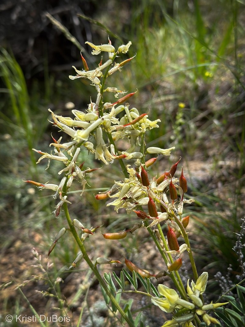 Bitterroot Milkvetch photo 7