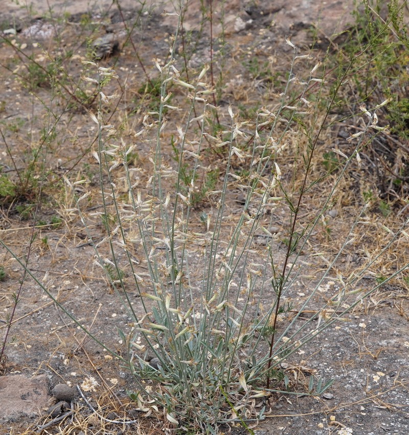 Astragalus schachdarinus