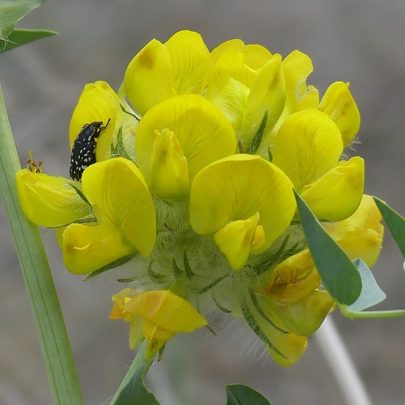 Astragalus schahrudensis