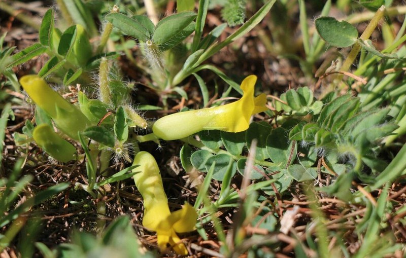 Astragalus schanginianus