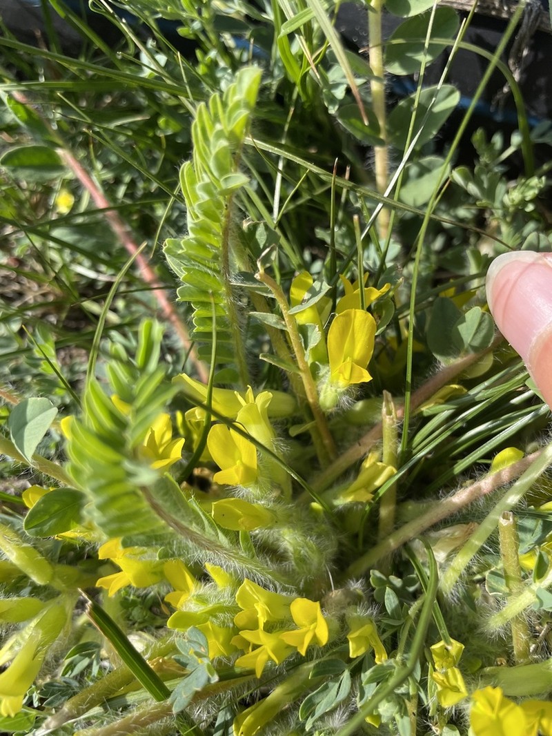 Astragalus schanginianus photo 2