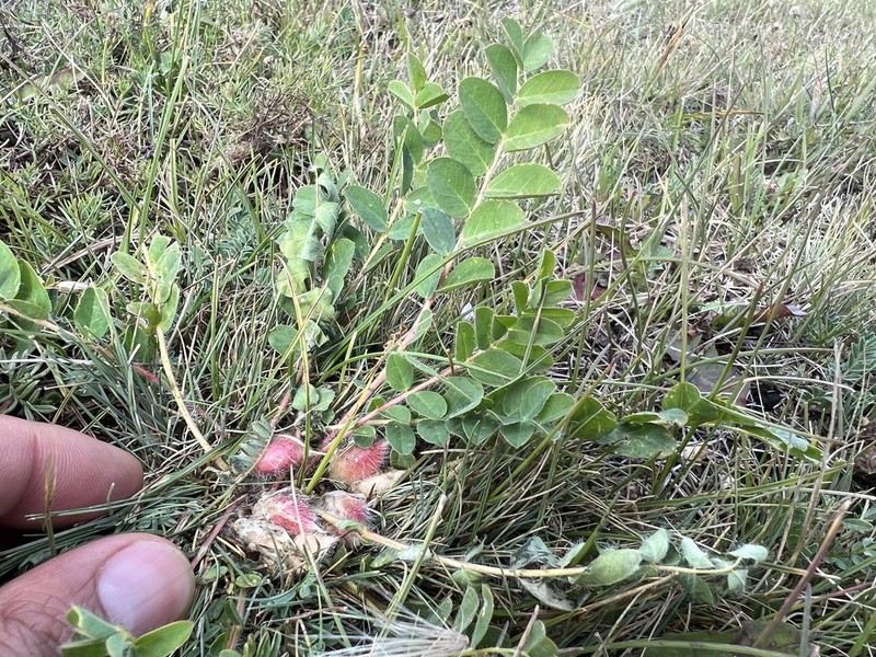 Astragalus schanginianus photo 3