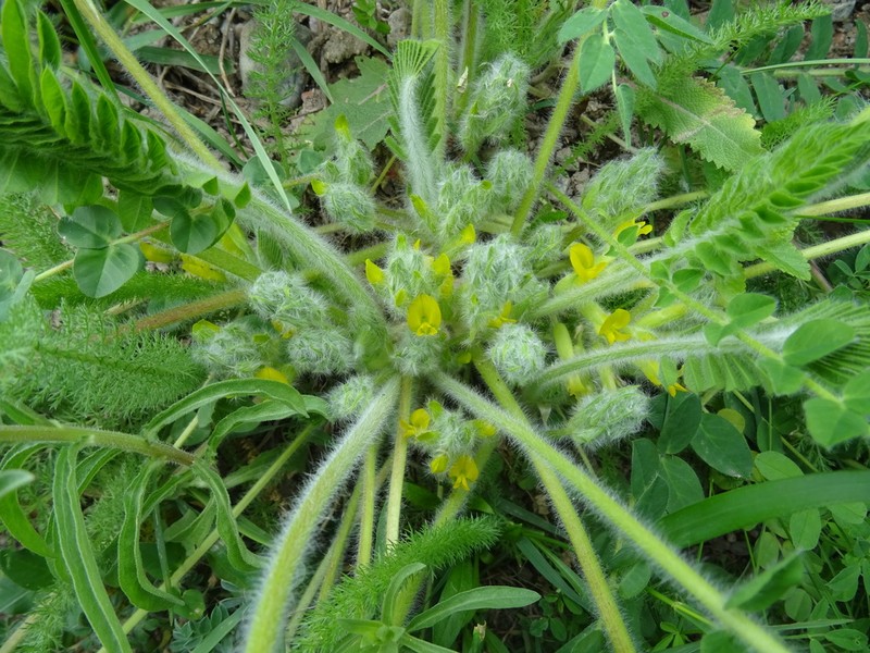 Astragalus schanginianus photo 4