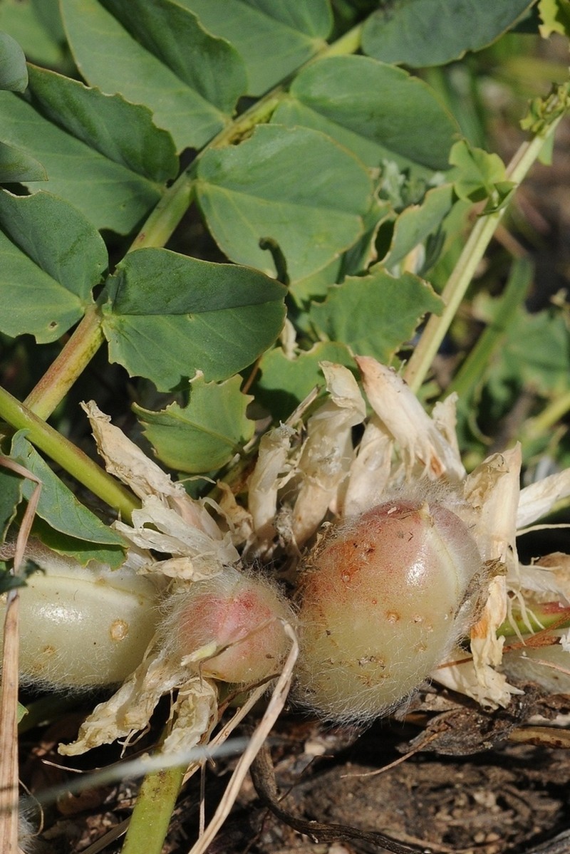 Astragalus schanginianus photo 5