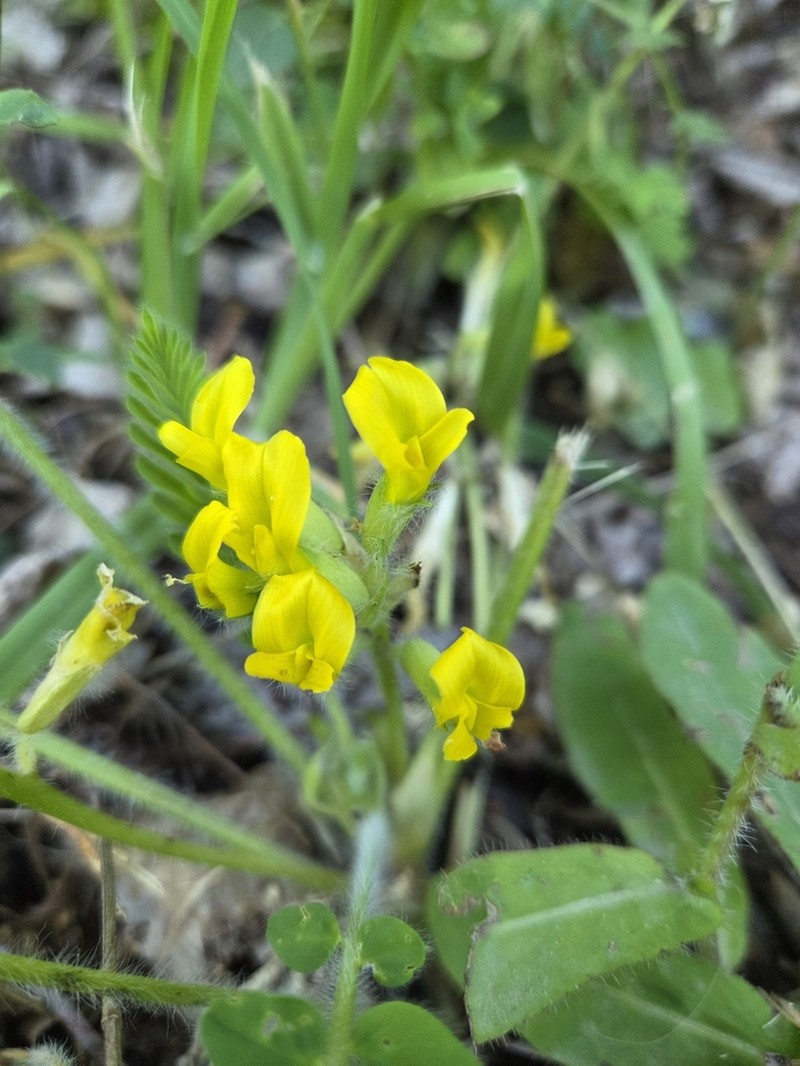 Astragalus schanginianus photo 6