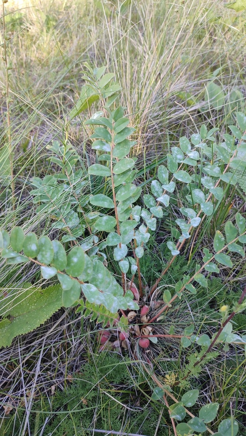 Astragalus schanginianus photo 7
