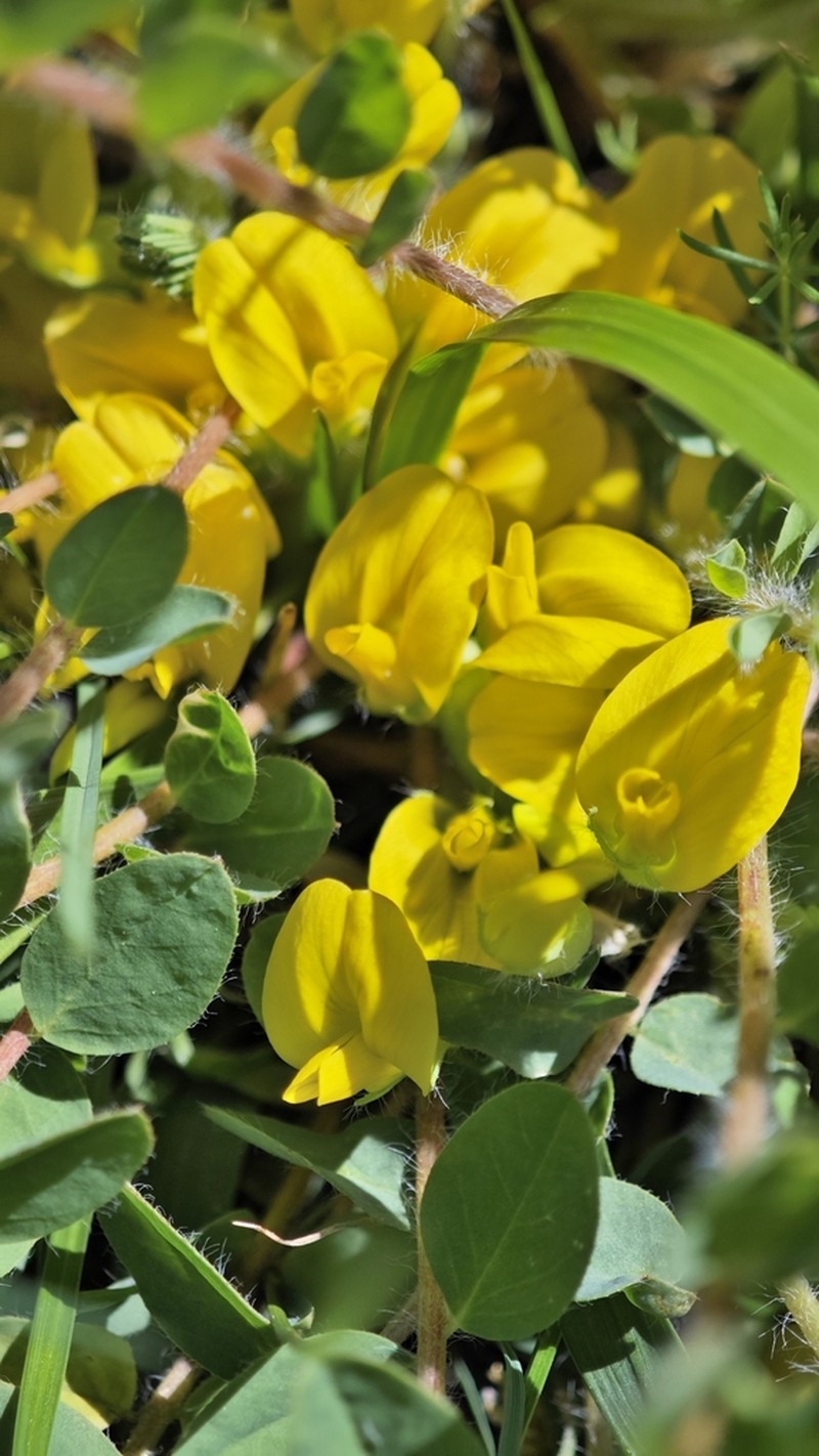 Astragalus schanginianus photo 8