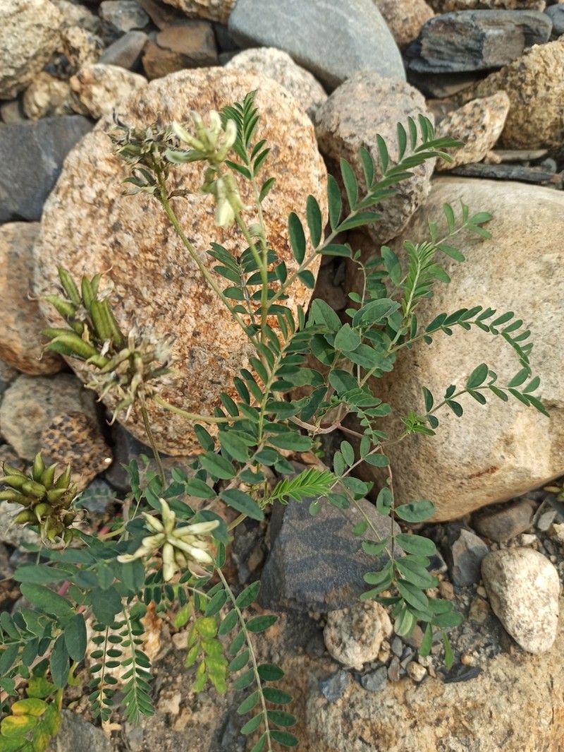 Astragalus schelichowii