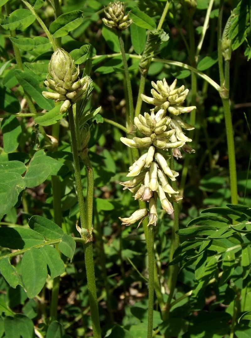 Astragalus schelichowii photo 2