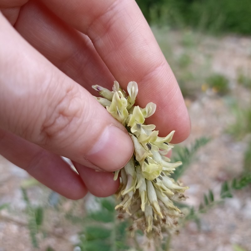 Astragalus schelichowii photo 3