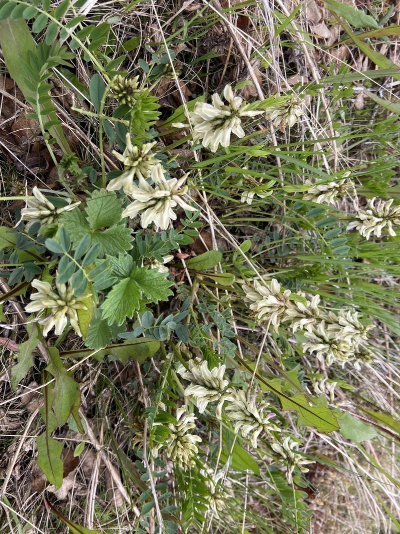 Astragalus schelichowii photo 4