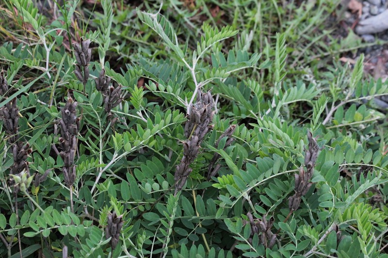 Astragalus schelichowii photo 5