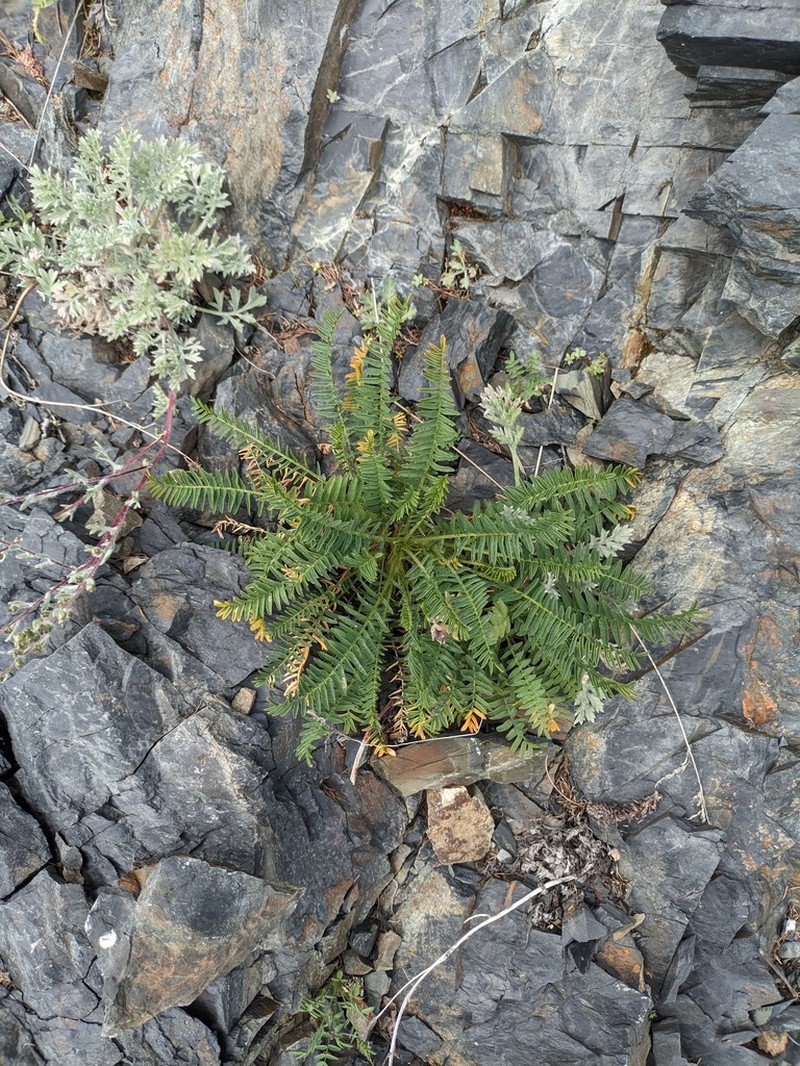 Astragalus schelichowii photo 6