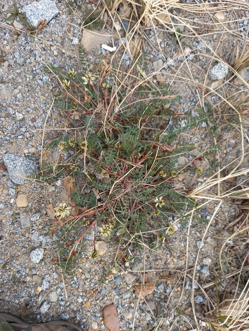 Astragalus schelichowii photo 7