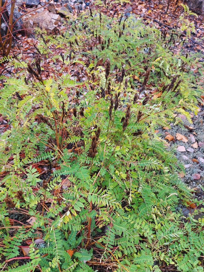 Astragalus schelichowii photo 8