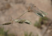 Astragalus scheremetevianus