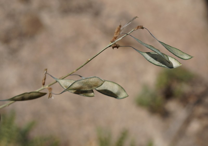 Astragalus scheremetevianus