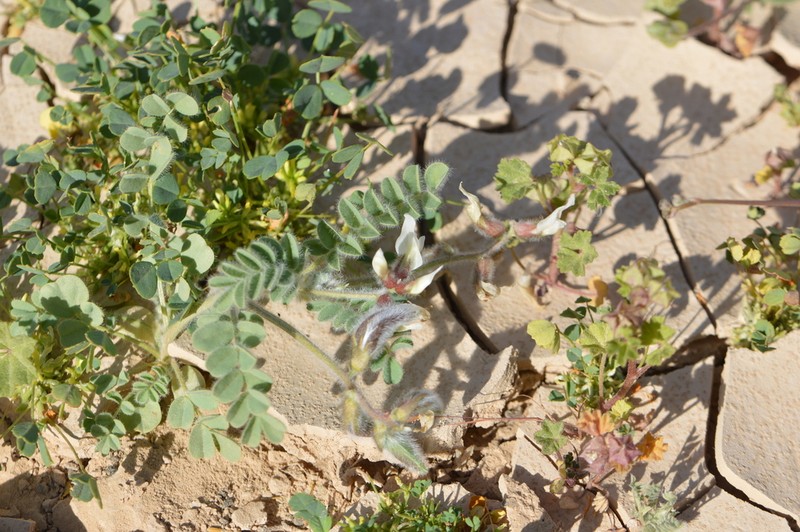 Astragalus schimperi