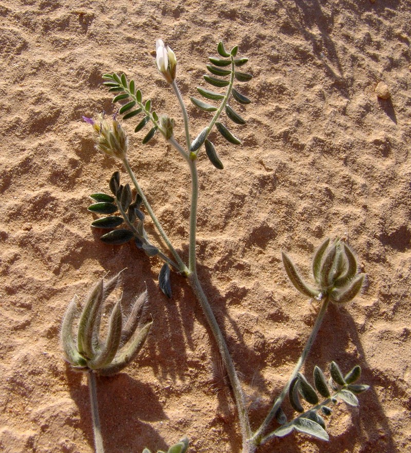 Astragalus schimperi photo 2
