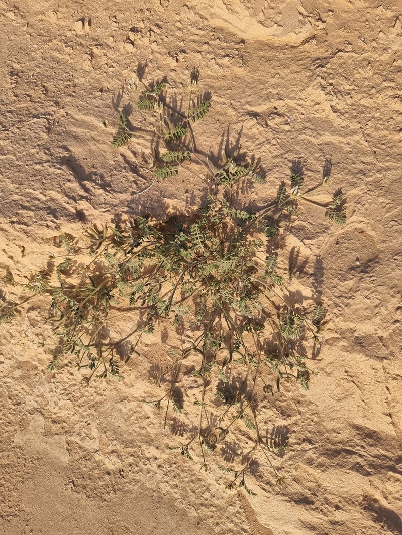 Astragalus schimperi photo 4