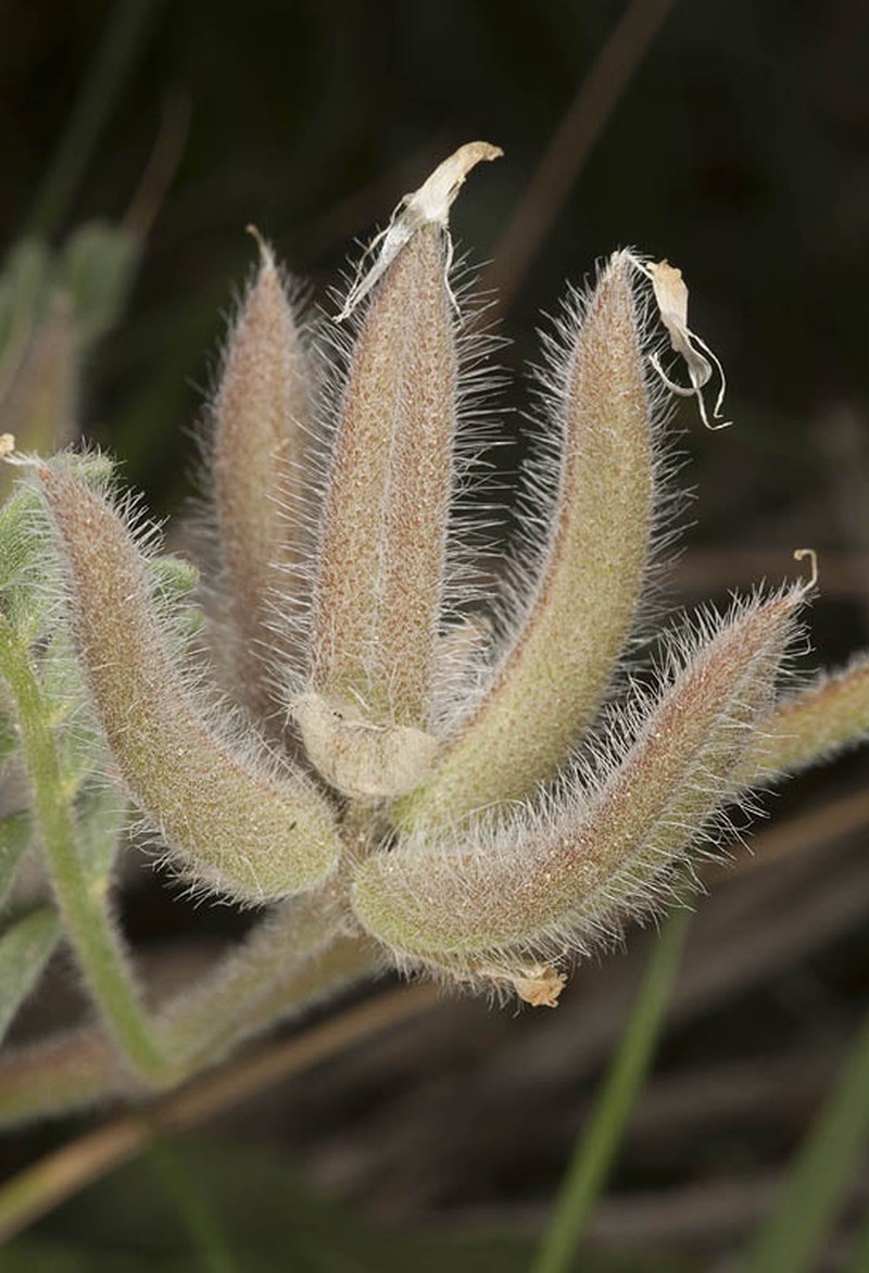 Astragalus schimperi photo 5