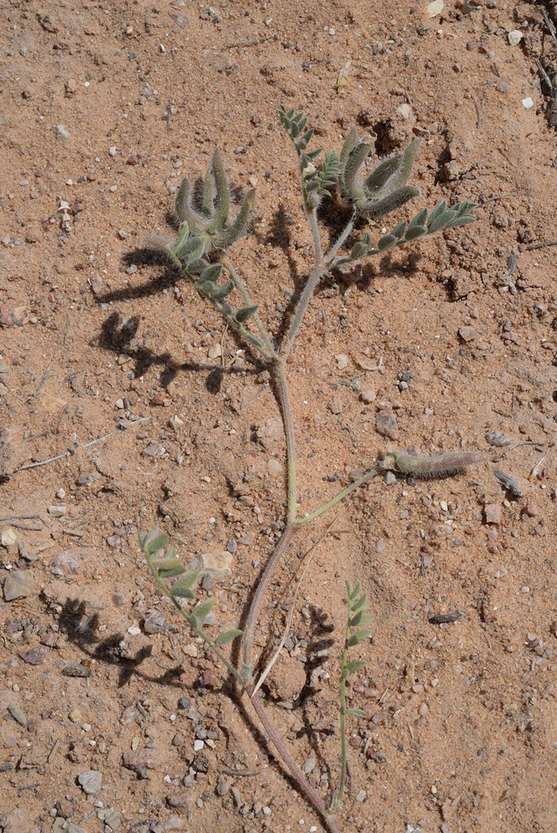 Astragalus schimperi photo 6