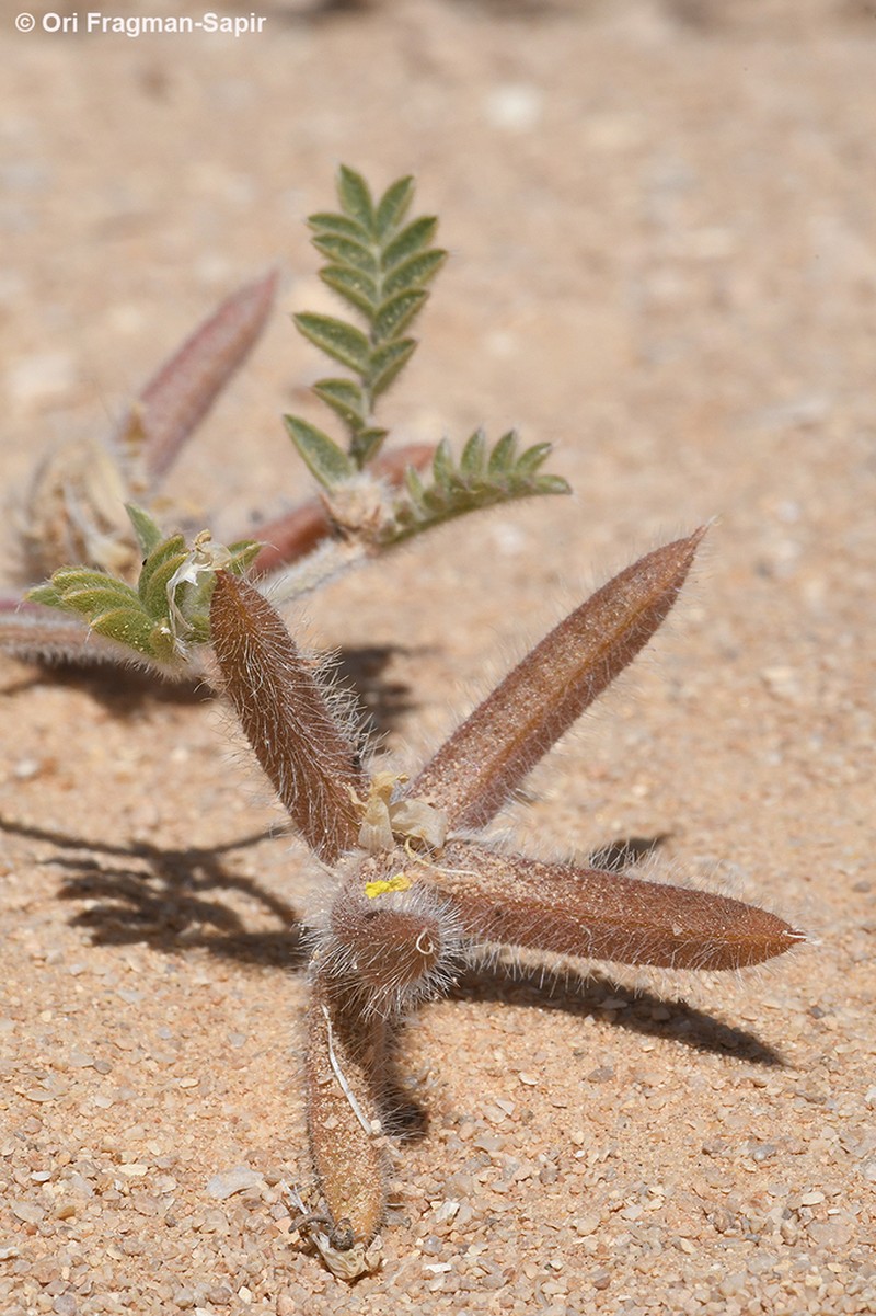 Astragalus schimperi photo 7