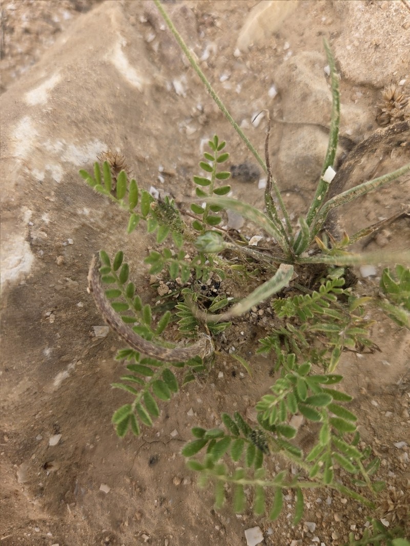 Astragalus schimperi photo 8