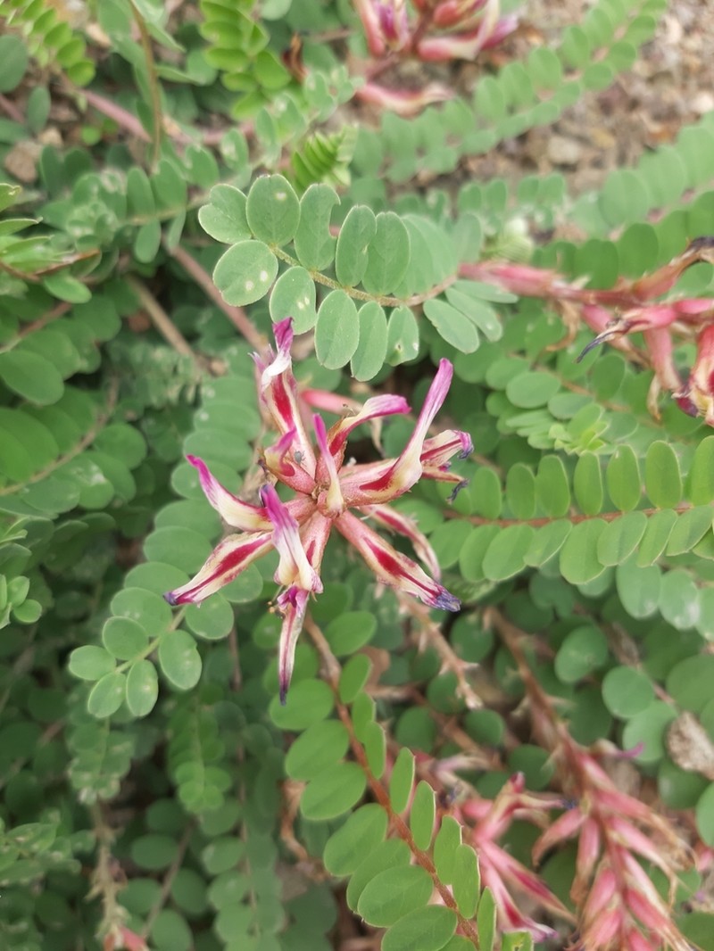 Astragalus schizopterus