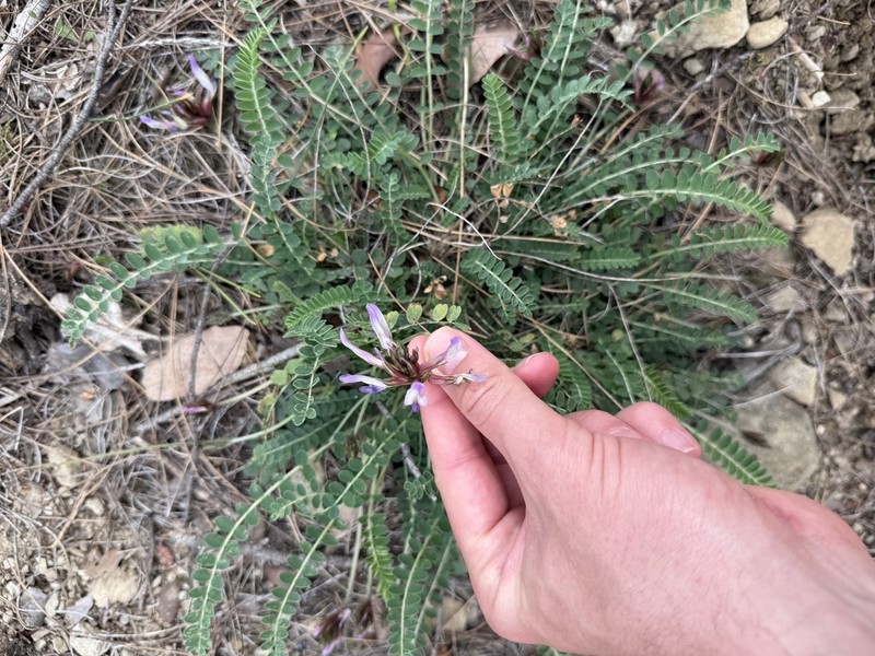 Astragalus schizopterus photo 2