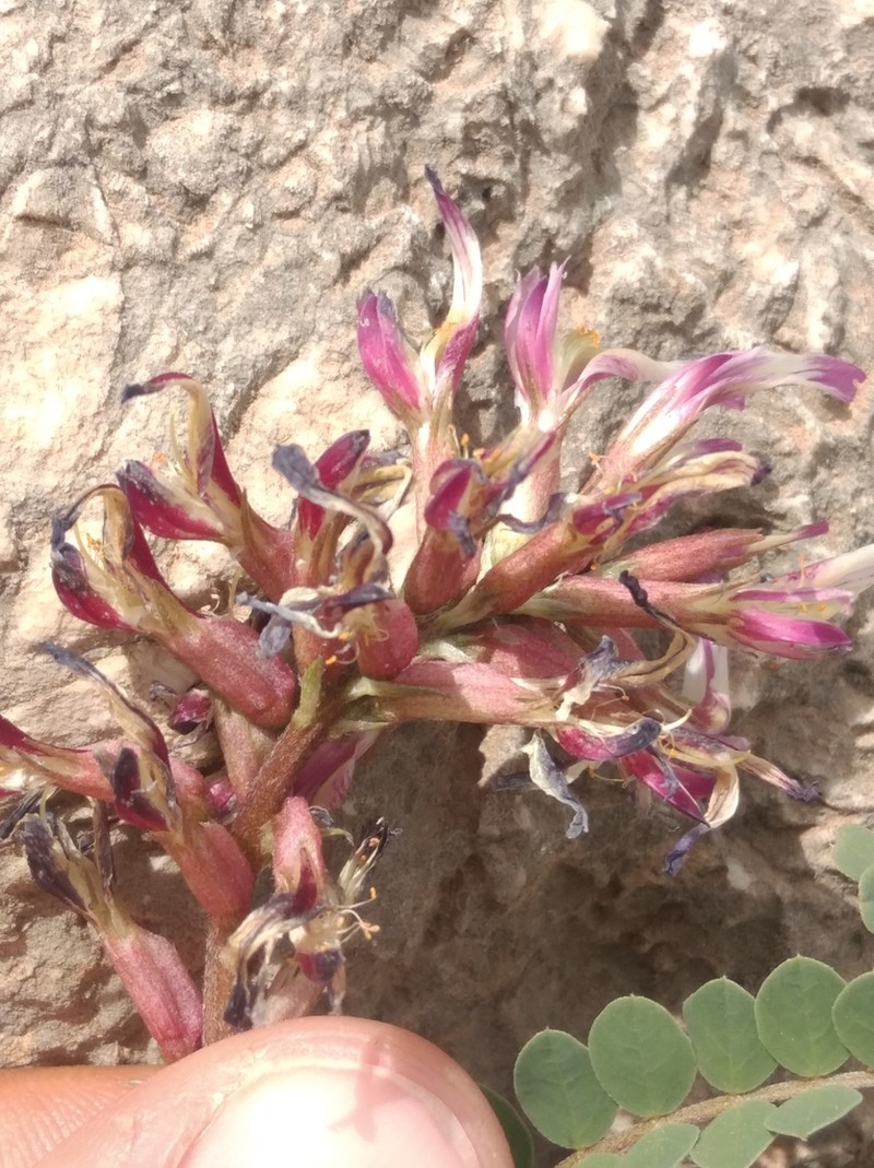 Astragalus schizopterus photo 3