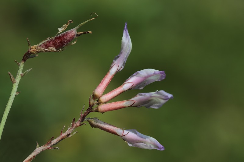 Astragalus schizopterus photo 4