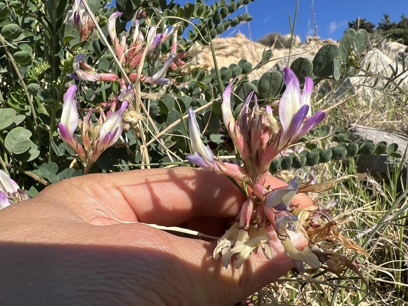 Astragalus schizopterus photo 5