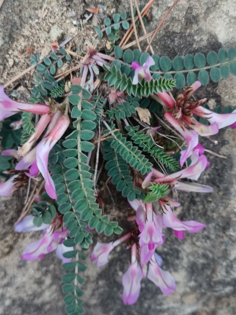 Astragalus schizopterus photo 6