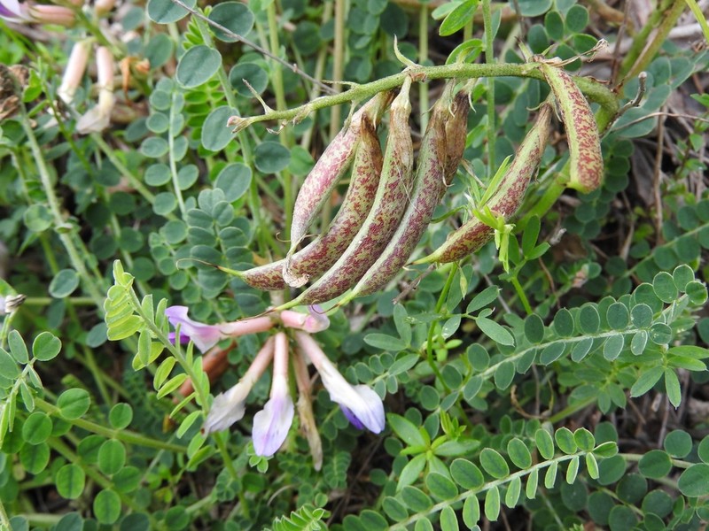 Astragalus schizopterus photo 7