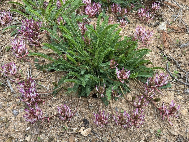 Astragalus schizopterus photo 8