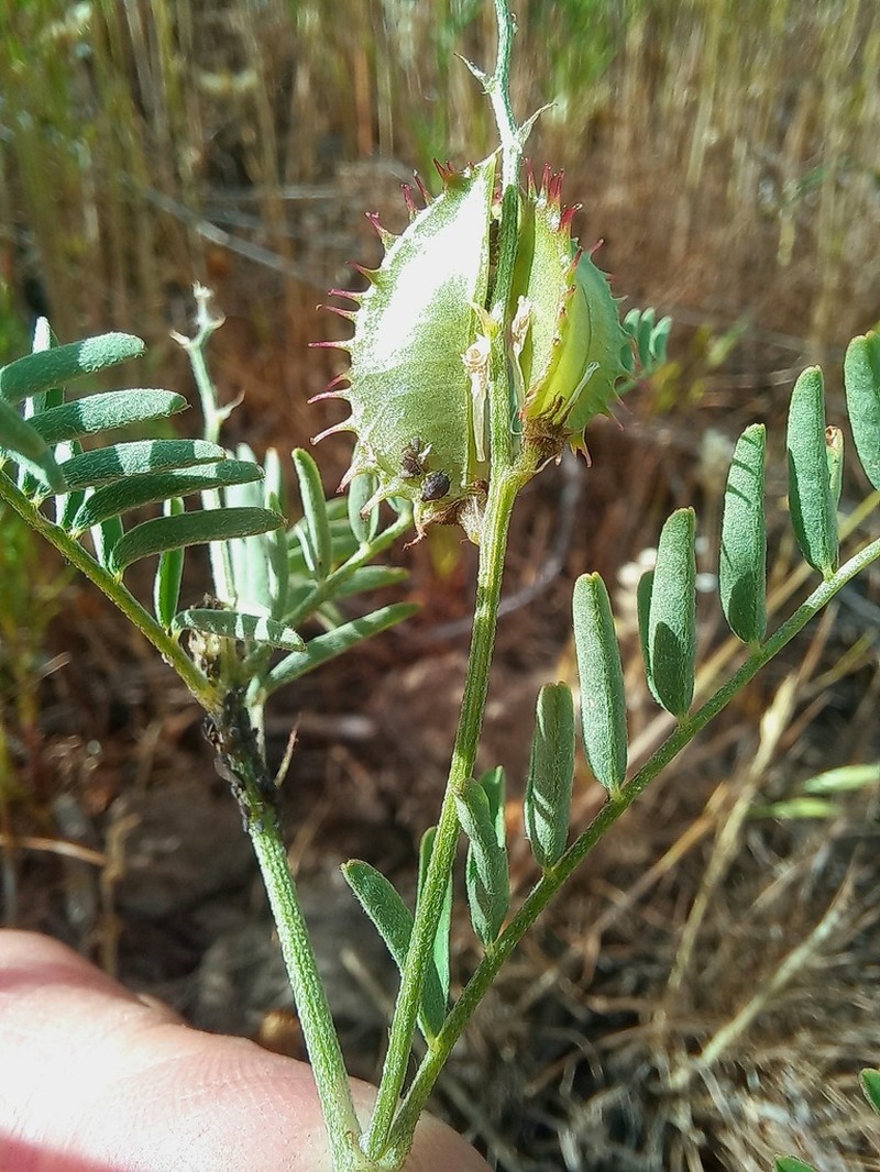 Astragalus schmalhausenii