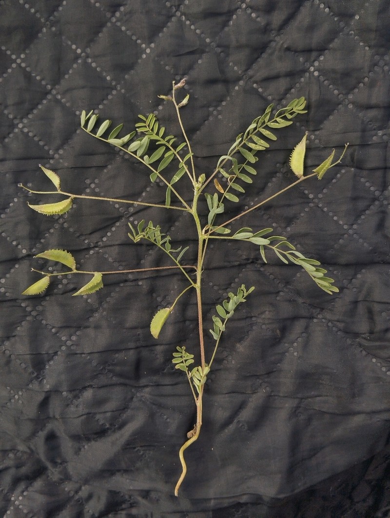 Astragalus schmalhausenii photo 2