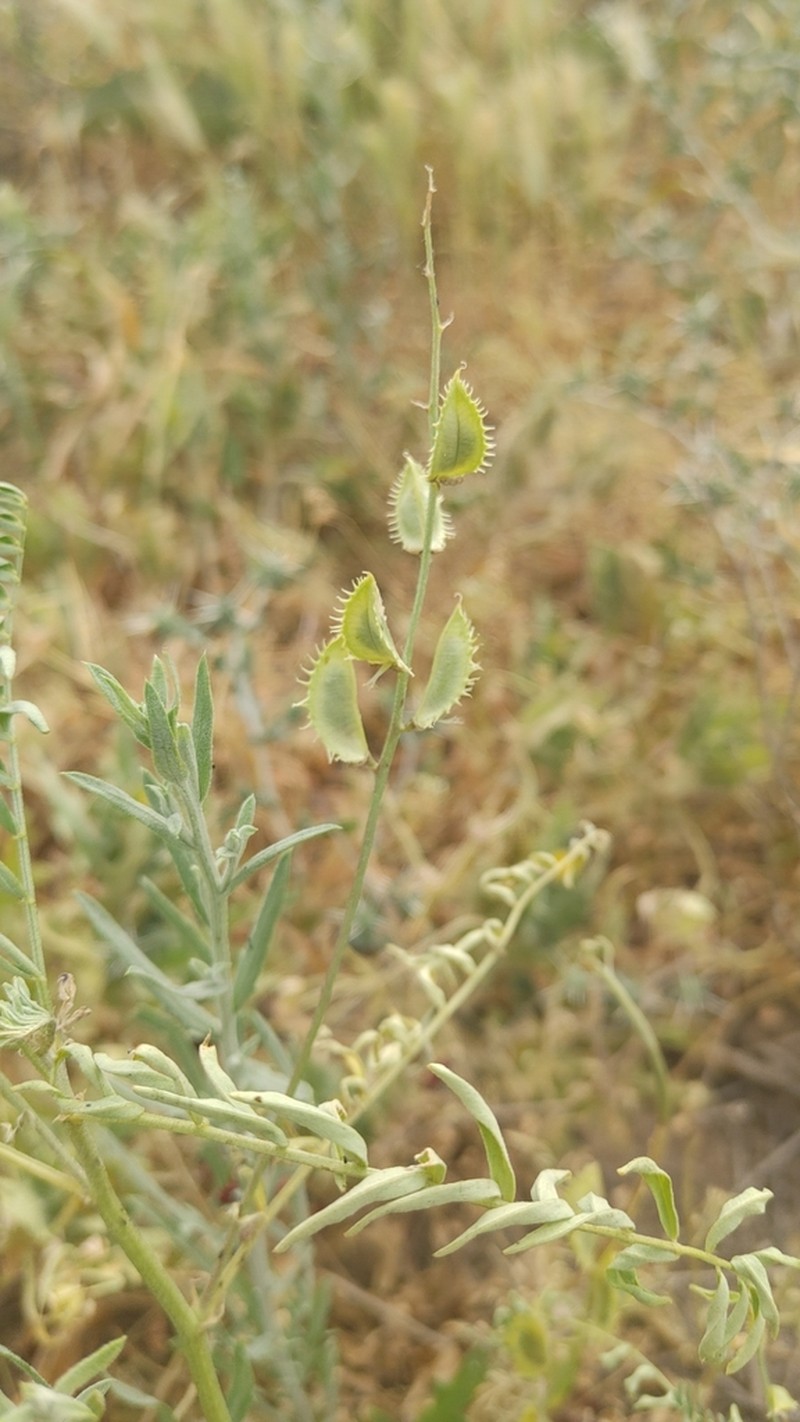 Astragalus schmalhausenii photo 5