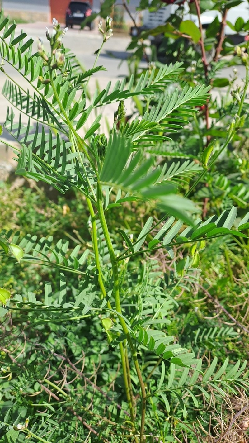 Astragalus schmalhausenii photo 6