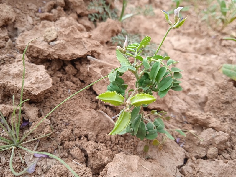 Astragalus schmalhausenii photo 7