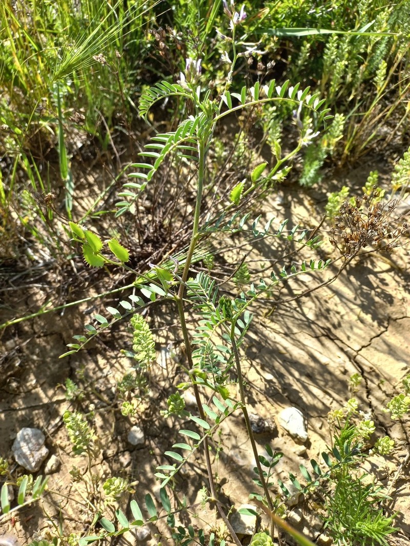 Astragalus schmalhausenii photo 8