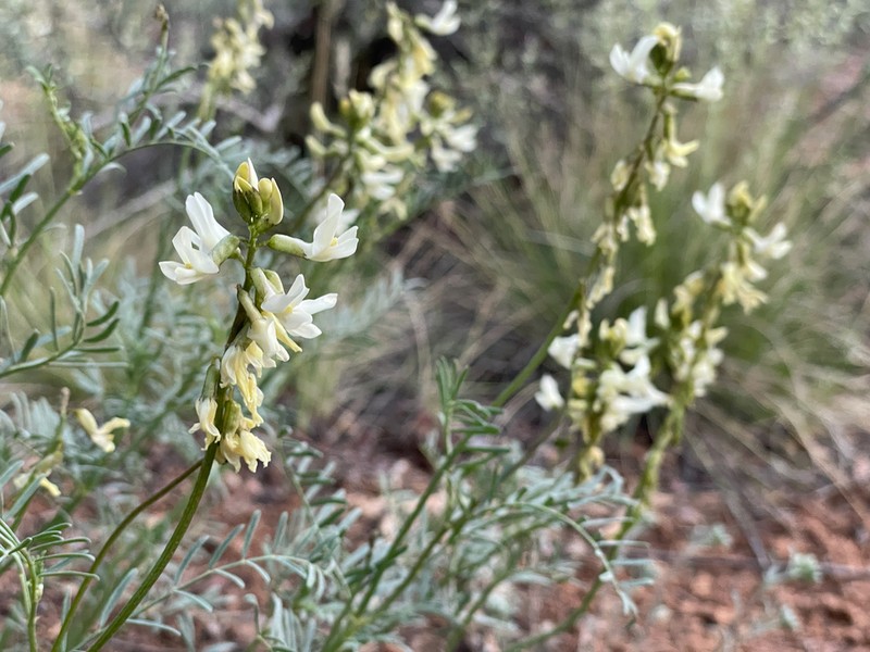 Schmoll's Milkvetch photo 3