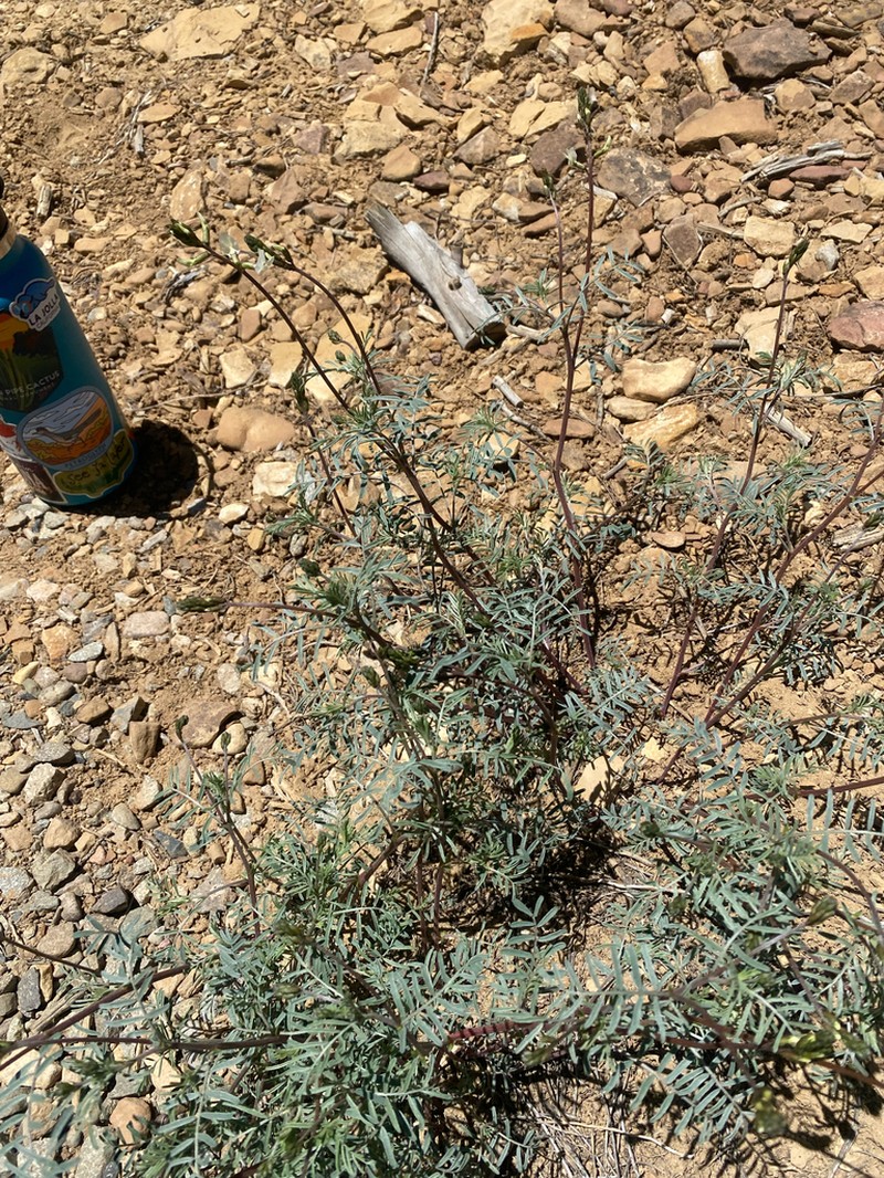 Schmoll's Milkvetch photo 4